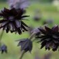 20 Pcs Double Columbines Aquilegia Seeds