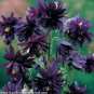 20 Pcs Double Columbines Aquilegia Seeds