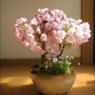 5 Pcs Perennial Plant Japanese Cherry Trees Potted Bonsai Seeds 5 Pcs Perennial Plant Japanese Cherry Trees Potted Bonsai Seeds