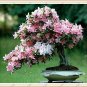 5 Pcs Perennial Plant Japanese Cherry Trees Potted Bonsai Seeds
