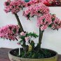 5 Pcs Perennial Plant Japanese Cherry Trees Potted Bonsai Seeds