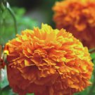 60 Pcs Flowers Aztec Marigold