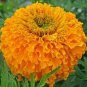 60 Pcs Flowers Aztec Marigold