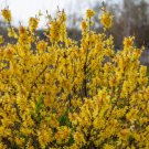 35 Pcs Beautiful Weeping Forsythia Seed