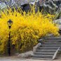 35 Pcs Beautiful Weeping Forsythia Seed