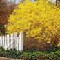 35 Pcs Beautiful Weeping Forsythia Seed
