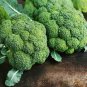 20 Pcs Organic Green Broccoli Vegetable Seeds