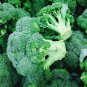 20 Pcs Organic Green Broccoli Vegetable Seeds