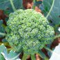 20 Pcs Organic Green Broccoli Vegetable Seeds