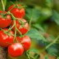 100 Pcs Rare Heirloom UK Bright Red Bonsai Cherry Tomato Organic