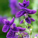30 Pcs Salvia viridis Rare Clary Sage Seeds