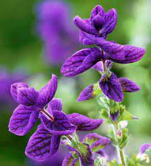 30 Pcs Salvia viridis Rare Clary Sage Seeds