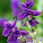 30 Pcs Salvia viridis Rare Clary Sage Seeds