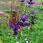 30 Pcs Salvia viridis Rare Clary Sage Seeds
