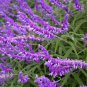 30 Pcs Salvia Leucantha Imported Mexican Bush Sage Pink Flower Seeds