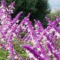 30 Pcs Salvia Leucantha Imported Mexican Bush Sage Pink Flower Seeds