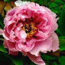 5 Pcs Heirloom 'Rui Yue Jing' Double Pink Peony Fragrant Flower Seeds 5 Pcs Heirloom 'Rui Yue Jing' Double Pink Peony Fragrant Flower Seeds