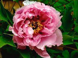 5 Pcs Heirloom 'Rui Yue Jing' Double Pink Peony Fragrant Flower Seeds