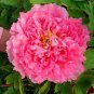 5 Pcs Heirloom 'Rui Yue Jing' Double Pink Peony Fragrant Flower Seeds