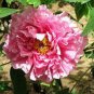 5 Pcs Heirloom 'Rui Yue Jing' Double Pink Peony Fragrant Flower Seeds