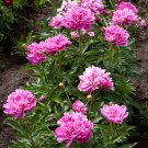 5 Pcs Heirloom 'Shao Nvqun' Pink Multi Petalled Peony Flower 5 Pcs Heirloom 'Shao Nvqun' Pink Multi Petalled Peony Flower
