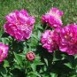 5 Pcs Heirloom 'Shao Nvqun' Pink Multi Petalled Peony Flower