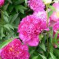 5 Pcs Heirloom 'Shao Nvqun' Pink Multi Petalled Peony Flower