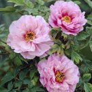 5 Pcs Rare 'Rou Furong' Pink Tree Peony Flower Organic