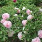 5 Pcs Rare 'Rou Furong' Pink Tree Peony Flower Organic