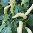 20 Pcs Organic White Hot Chili Pepper Seeds