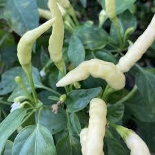 20 Pcs Organic White Hot Chili Pepper Seeds