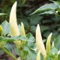 20 Pcs Organic White Hot Chili Pepper Seeds