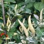 20 Pcs Organic White Hot Chili Pepper Seeds