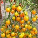 100 Pcs UK Organic Bright Yellow Round Cherry Tomato Seeds