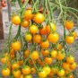 100 Pcs UK Organic Bright Yellow Round Cherry Tomato Seeds
