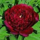 5 Pcs Rare 'Wu Jin Yao Hui' Dark Purple Strong Fragrant Peony Flower