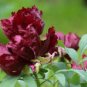 5 Pcs Rare 'Wu Jin Yao Hui' Dark Purple Strong Fragrant Peony Flower