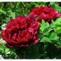 5 Pcs Rare 'Wu Jin Yao Hui' Dark Purple Strong Fragrant Peony Flower