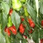 10 Pcs Heirloom Fresh Orange Peter Penis Chili Pepper Organic Seeds