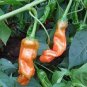 10 Pcs Heirloom Fresh Orange Peter Penis Chili Pepper Organic Seeds