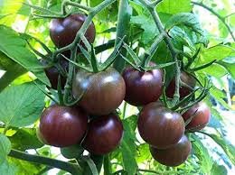 25 Pcs Heirloom Black Tomato Middle-sized Fruit Seeds