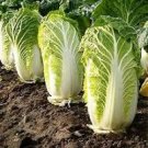 100 Pcs Heirloom Green Yellow Chinese Cabbage Organic Seeds 100 Pcs Heirloom Green Yellow Chinese Cabbage Organic Seeds
