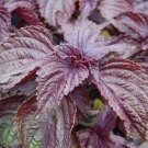 100 Pcs Heirloom Purple Perillaseeds