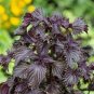 100 Pcs Heirloom Purple Perillaseeds