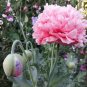 5 Pcs Heirloom Middle-sized Pink Peony Flower Seeds