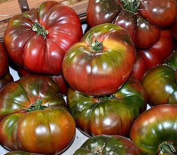 10 Pcs Heirloom Russia Black Krim Tomato Organic