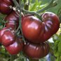 10 Pcs Heirloom Russia Black Krim Tomato Organic