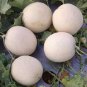 20 Pcs White Sweet Muskmelon Organic Seeds