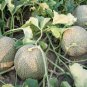 20 Pcs White Sweet Muskmelon Organic Seeds