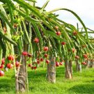 100 Pcs Hainan White Dragon Fruit Hybrid Seeds